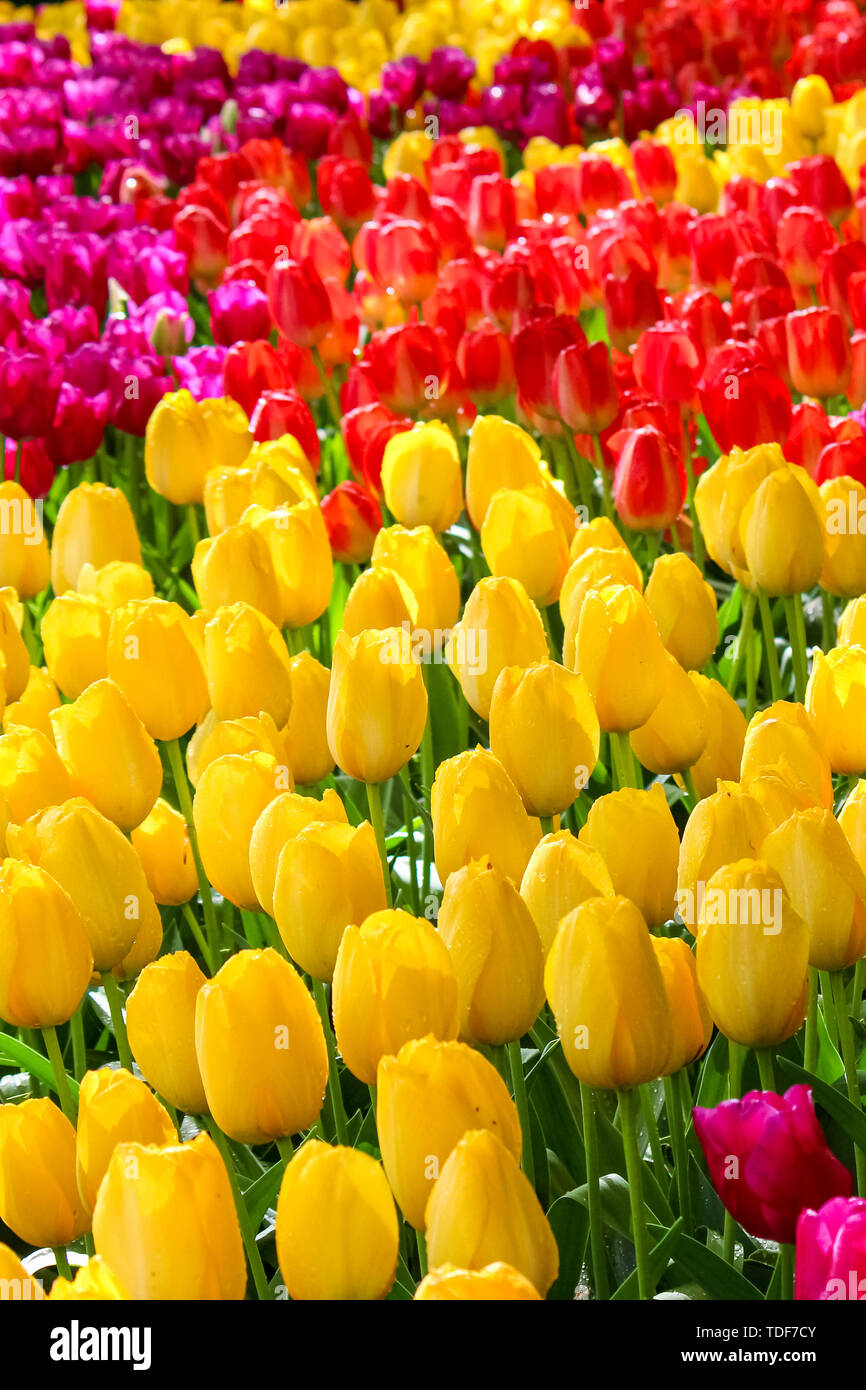 Photo verticale de fleurs de tulipes colorées. Les tulipes sont de couleur jaune, rouge et violet. La belle nature. Blooming Park, Holland concept. Banque D'Images