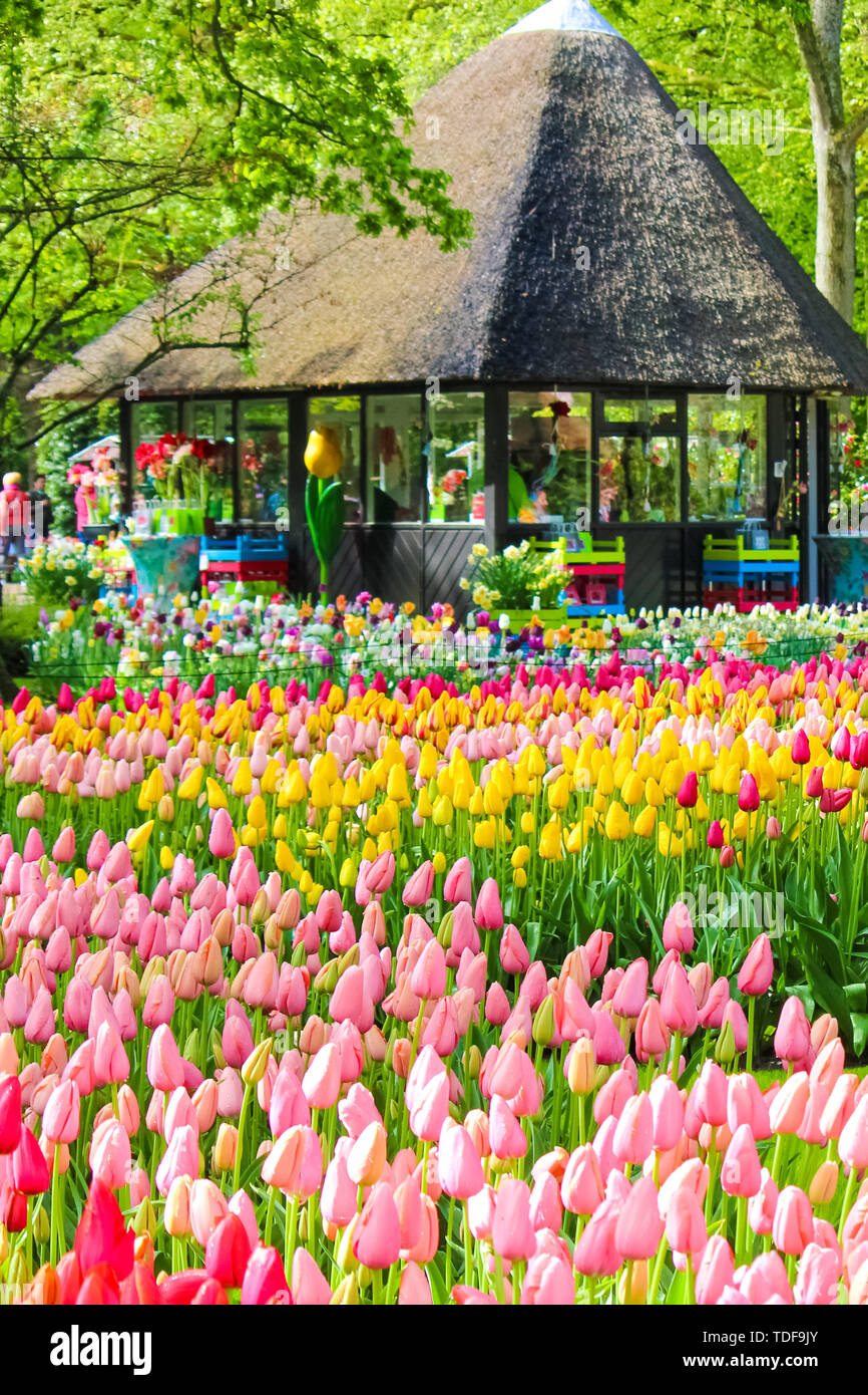 Keukenhof, Lisse, Pays-Bas - 28 Apr 2019 : Amazing jardins de Keukenhof avec tulipes colorées typiques. Le célèbre parc néerlandais est un important attrait touristique. Holland concept. Fleurs colorées, au printemps. Banque D'Images