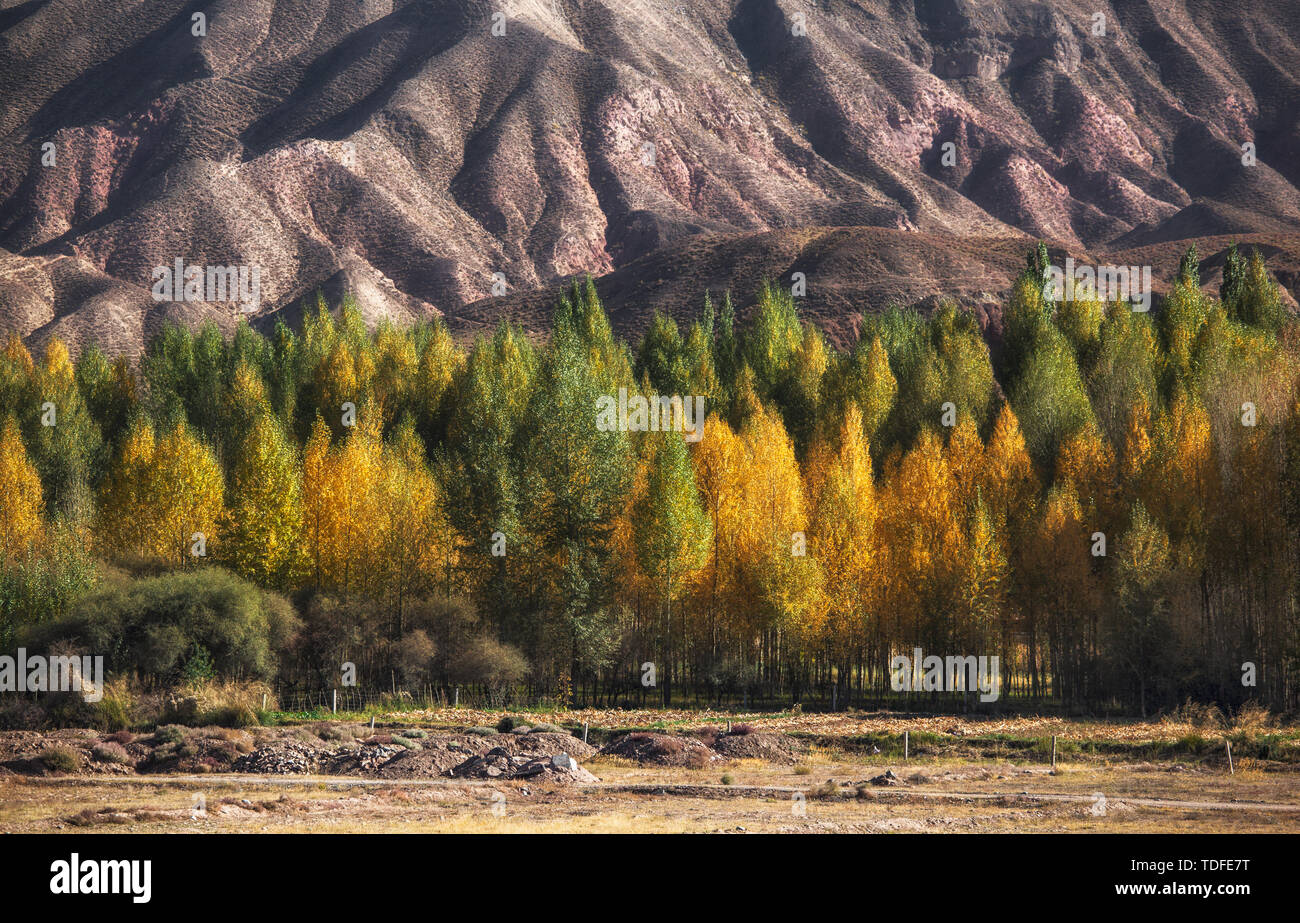 La couleur forêt sous l'Montagnes Qilian Banque D'Images