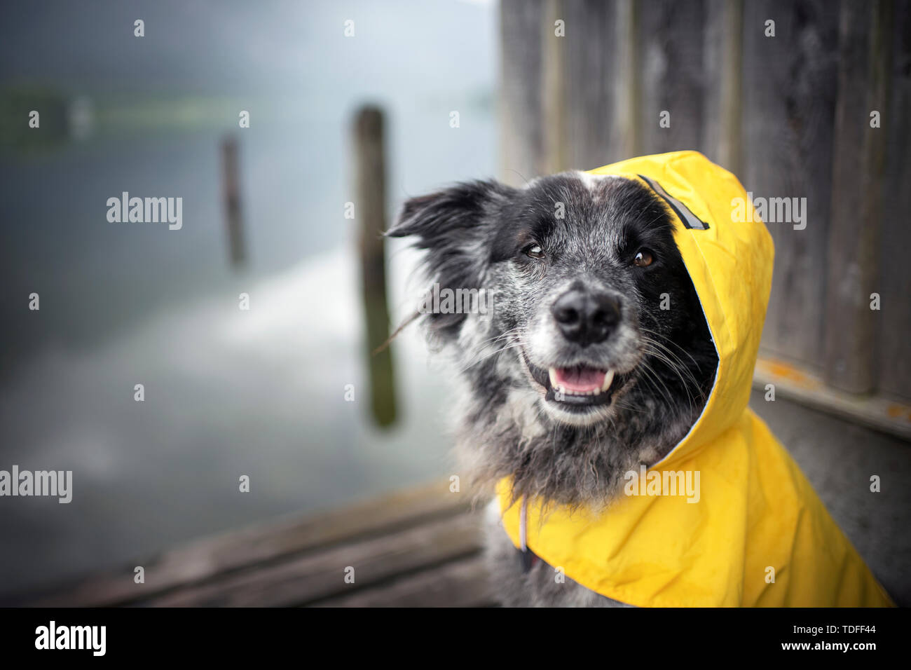 Dog sous la pluie. Il porte un manteau de pluie. Banque D'Images