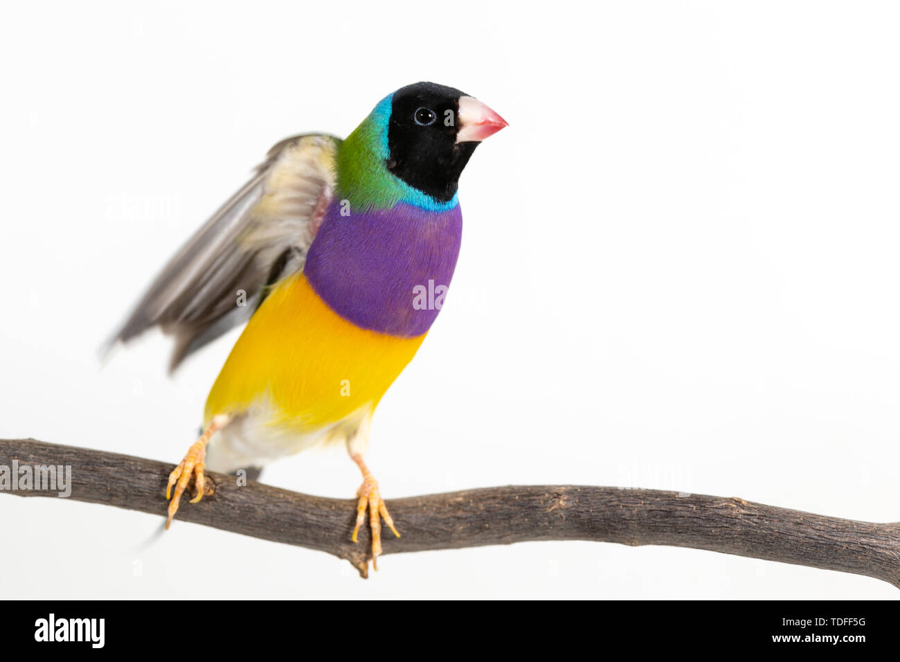 Gouldian finch colorés Oiseau (Erythrura gouldiae) sur fond blanc Banque D'Images