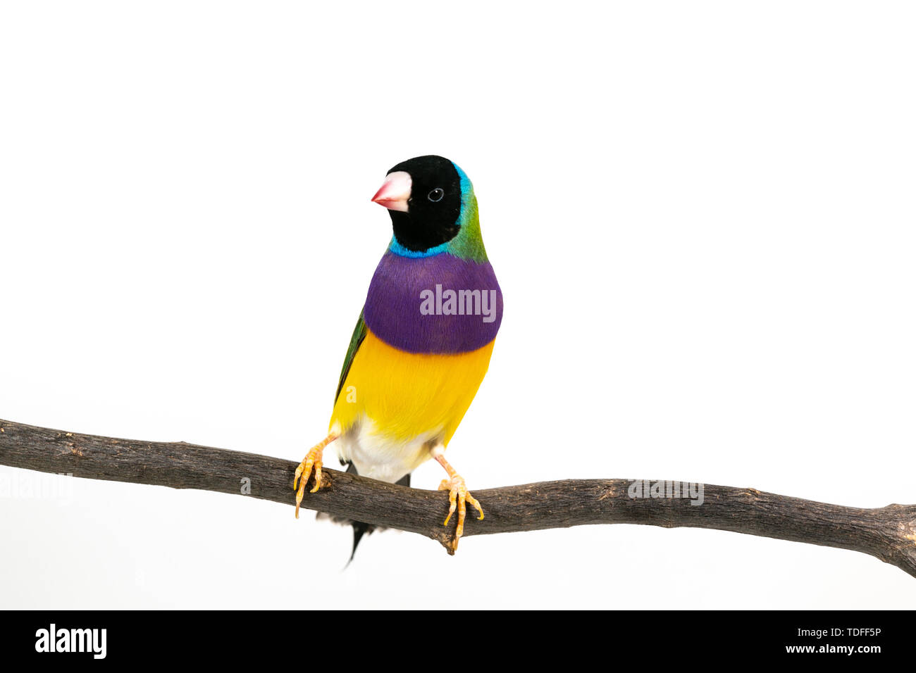 Gouldian finch colorés Oiseau (Erythrura gouldiae) sur fond blanc Banque D'Images
