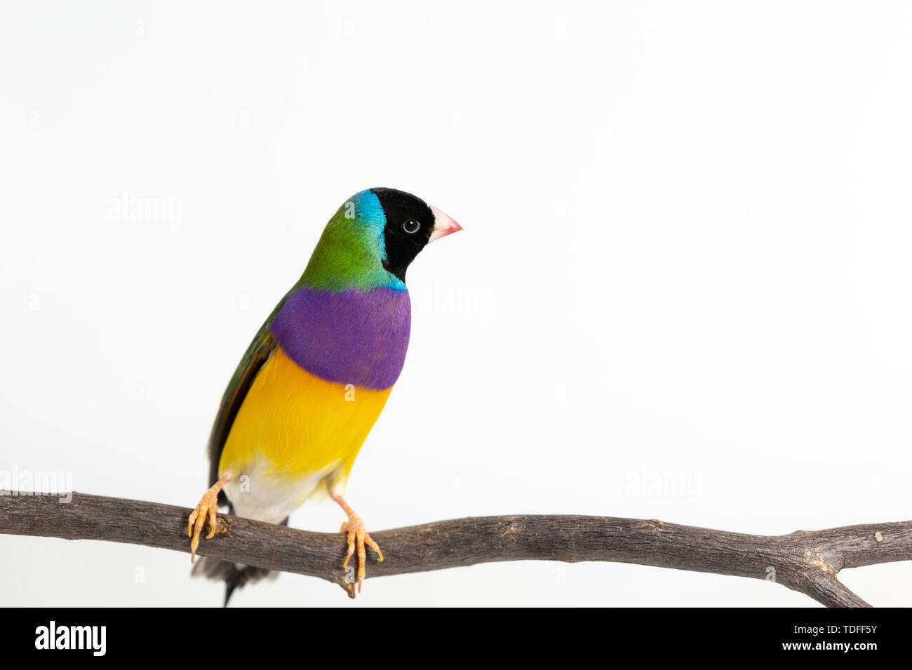 Gouldian finch colorés Oiseau (Erythrura gouldiae) sur fond blanc Banque D'Images