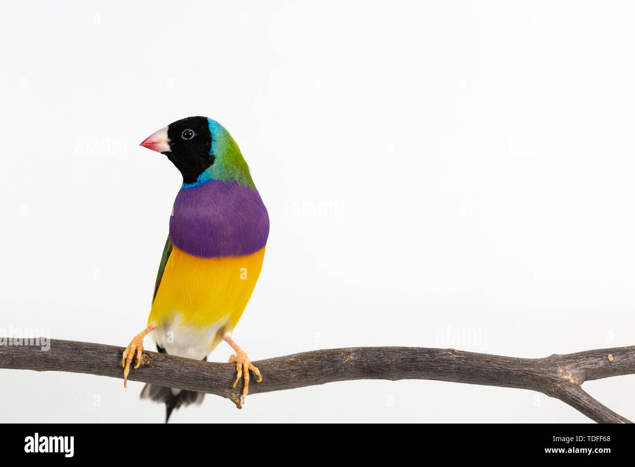 Gouldian finch colorés Oiseau (Erythrura gouldiae) sur fond blanc Banque D'Images