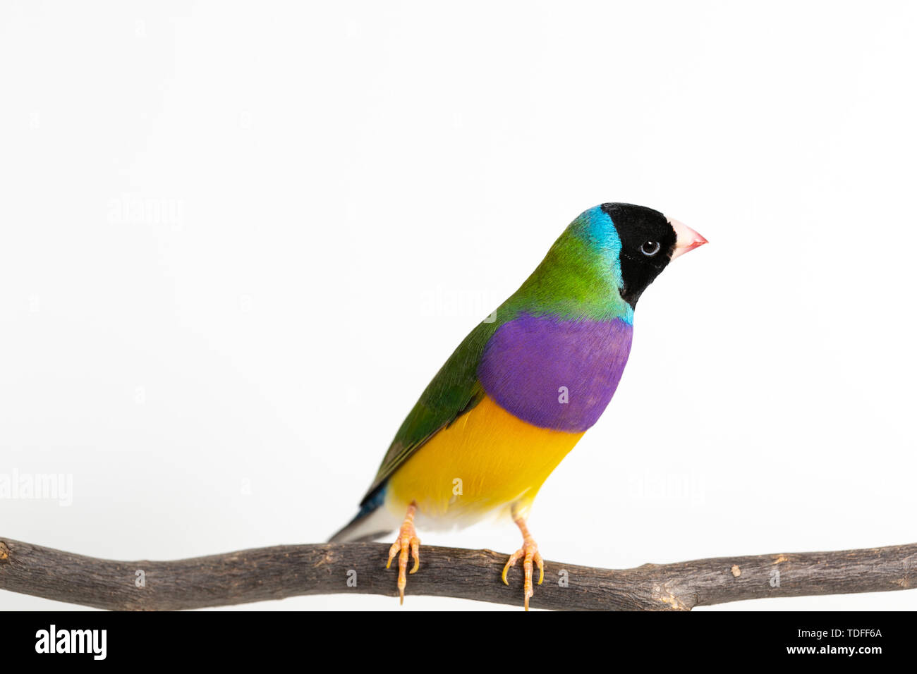Gouldian finch colorés Oiseau (Erythrura gouldiae) sur fond blanc Banque D'Images