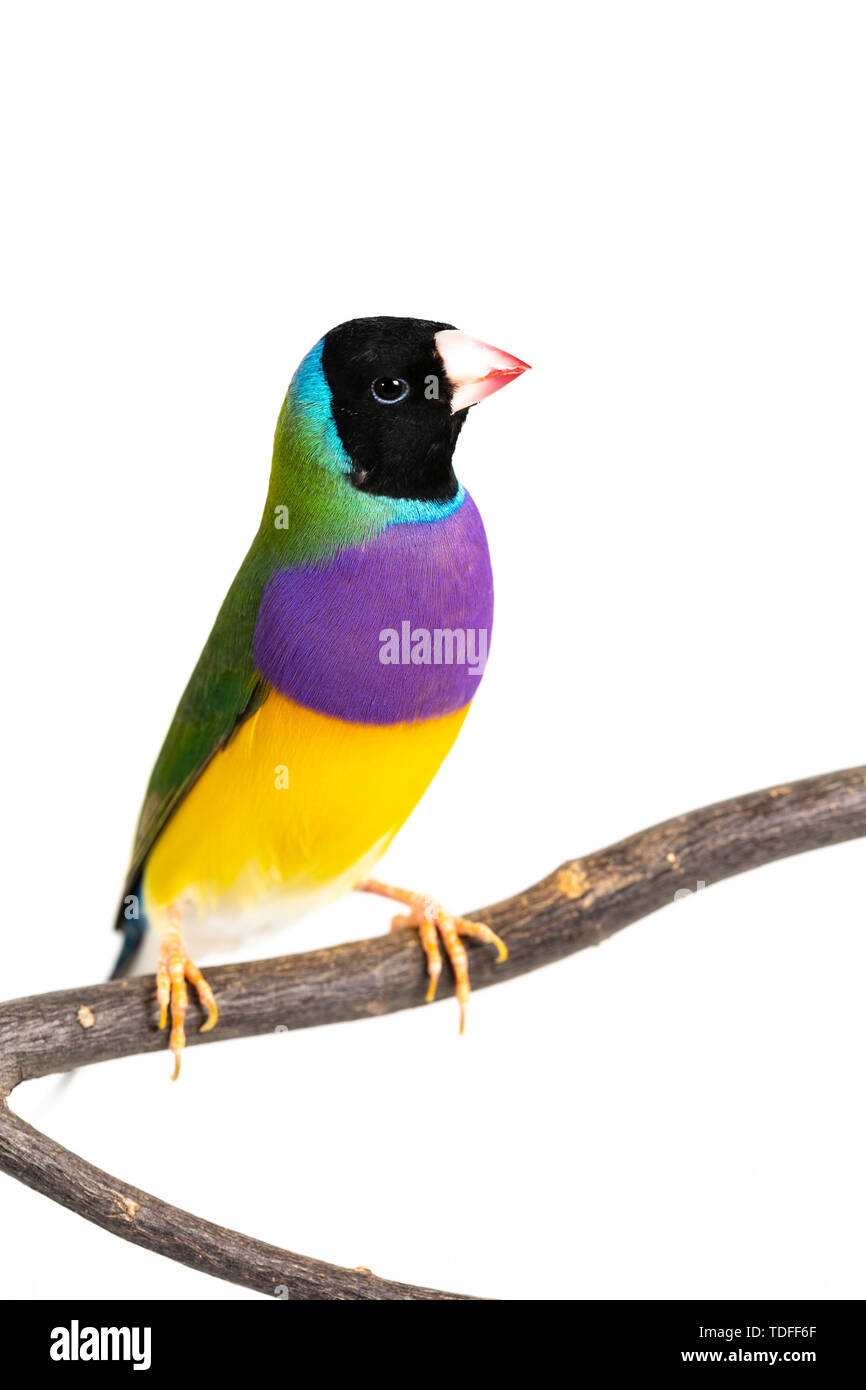 Gouldian finch colorés Oiseau (Erythrura gouldiae) sur fond blanc Banque D'Images