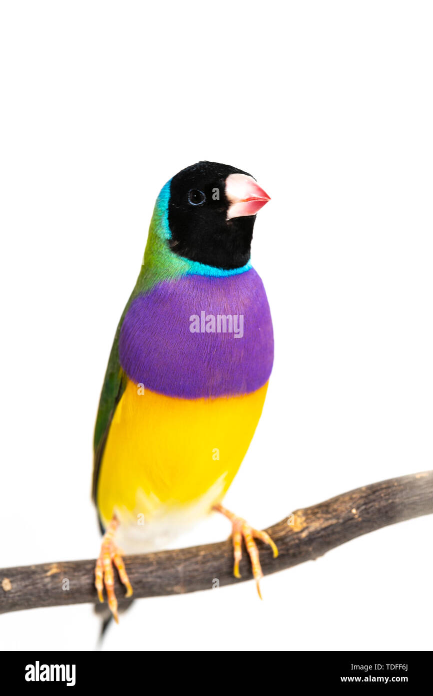 Gouldian finch colorés Oiseau (Erythrura gouldiae) sur fond blanc Banque D'Images