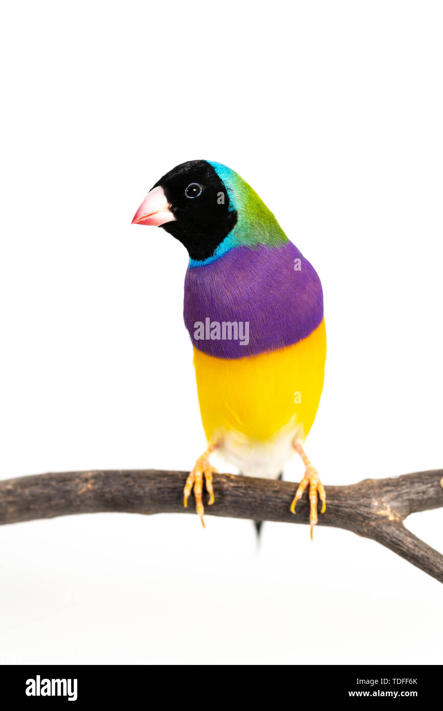 Gouldian finch colorés Oiseau (Erythrura gouldiae) sur fond blanc Banque D'Images