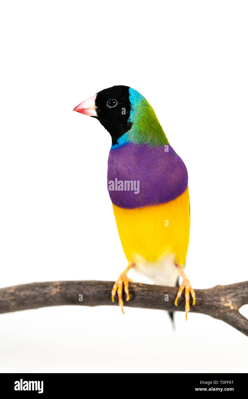 Gouldian finch colorés Oiseau (Erythrura gouldiae) sur fond blanc Banque D'Images