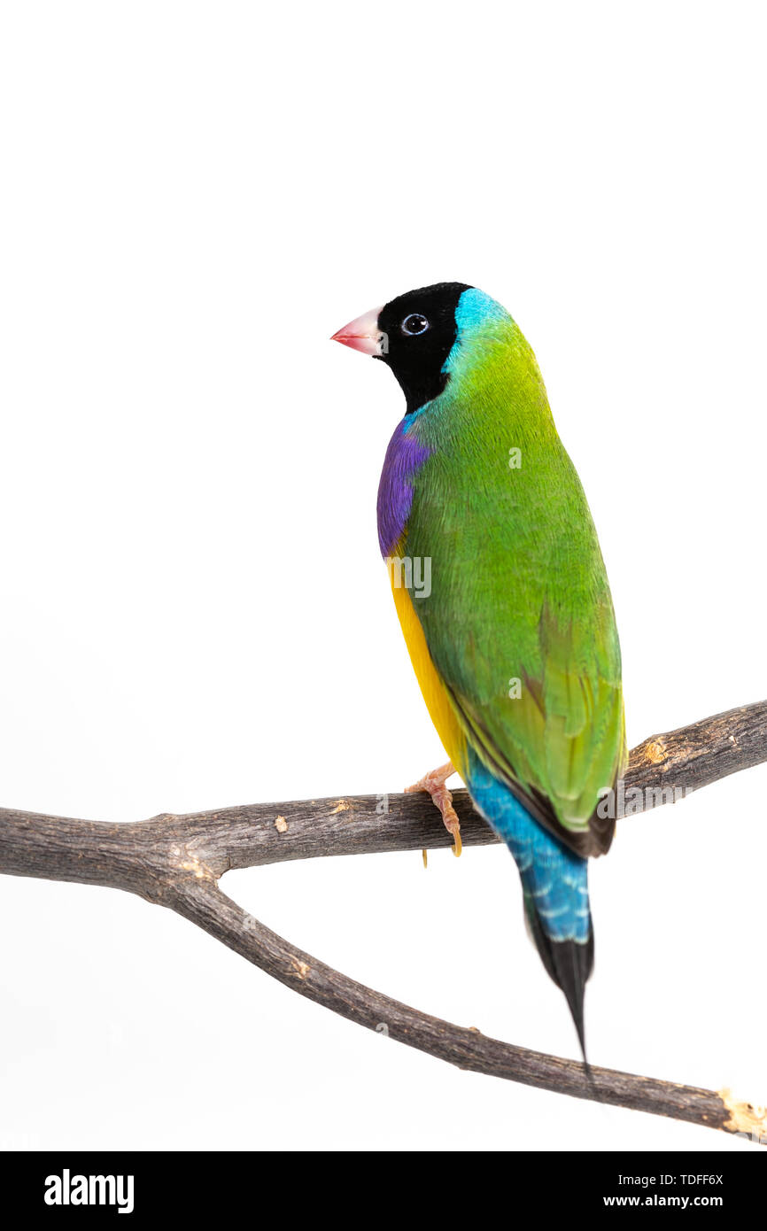 Gouldian finch colorés Oiseau (Erythrura gouldiae) sur fond blanc Banque D'Images