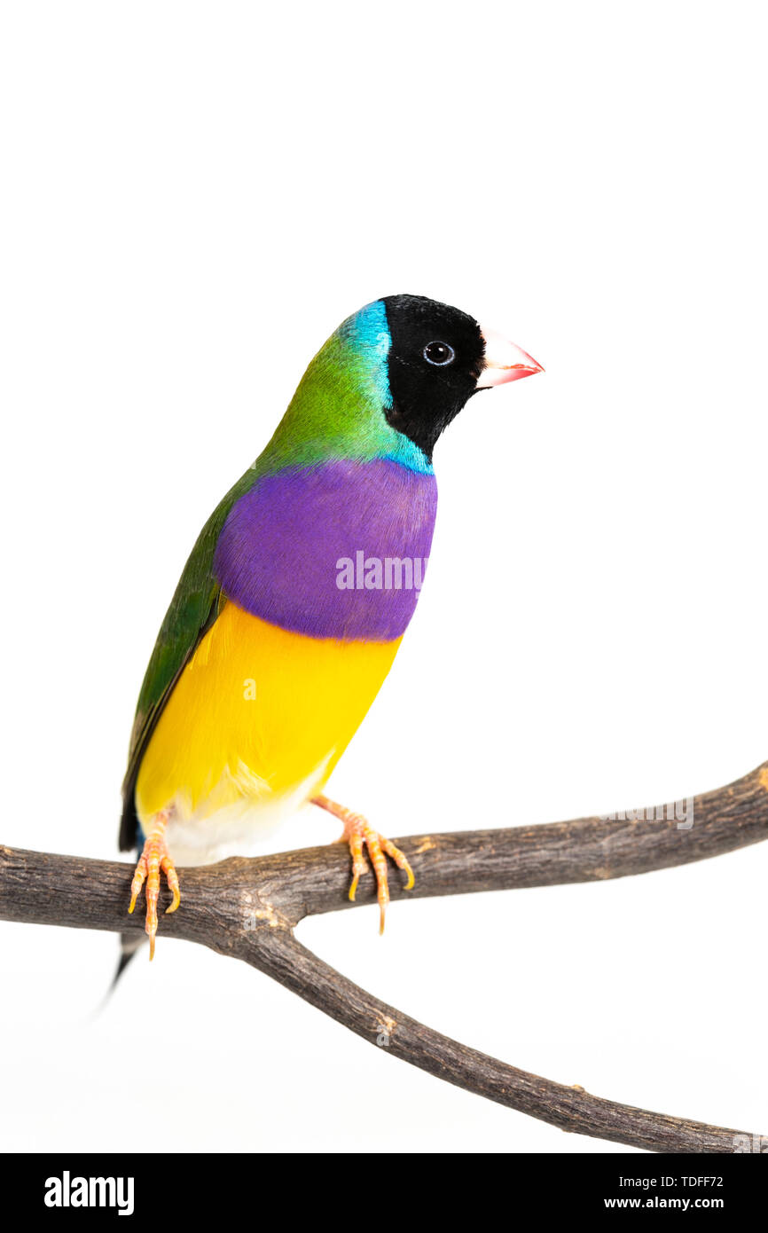 Gouldian finch colorés Oiseau (Erythrura gouldiae) sur fond blanc Banque D'Images