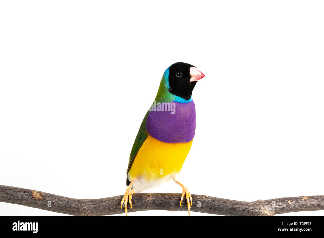 Gouldian finch colorés Oiseau (Erythrura gouldiae) sur fond blanc Banque D'Images