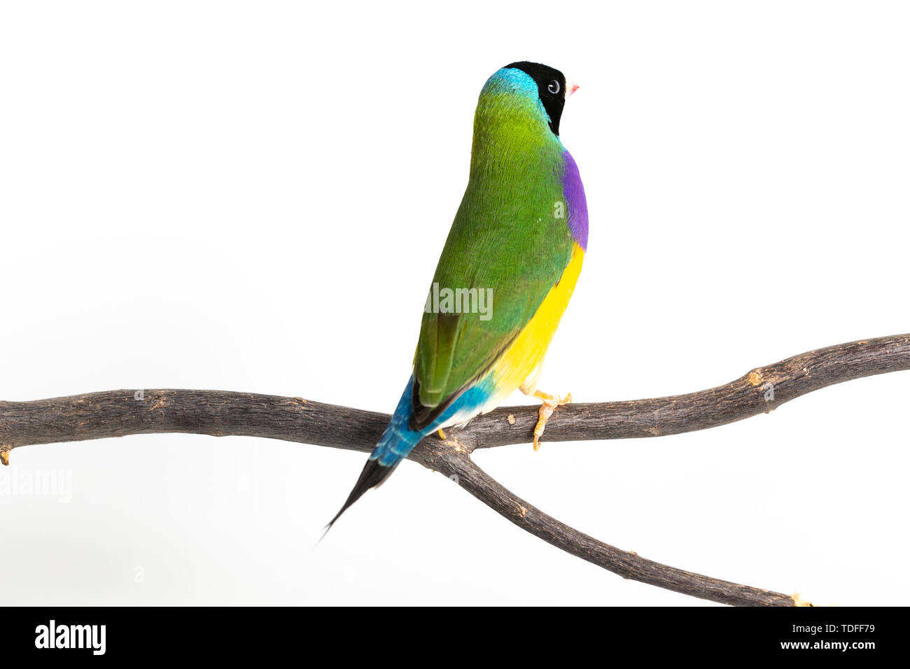 Gouldian finch colorés Oiseau (Erythrura gouldiae) sur fond blanc Banque D'Images