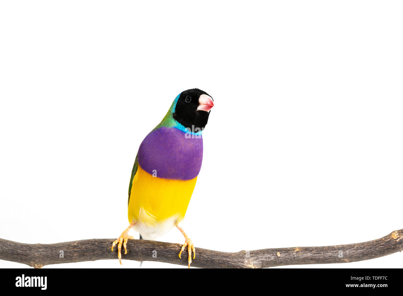 Gouldian finch colorés Oiseau (Erythrura gouldiae) sur fond blanc Banque D'Images