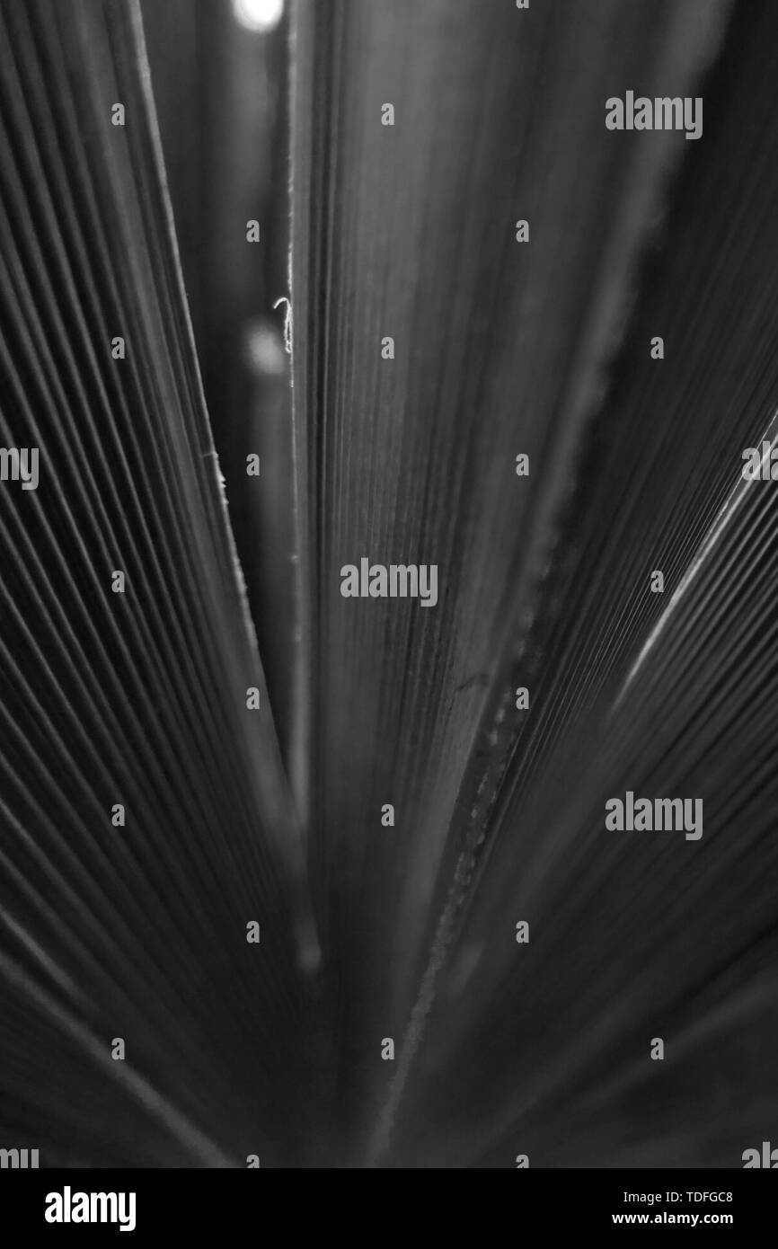 Le Noir Et Blanc Des Feuilles De Cocotier Photo Stock Alamy