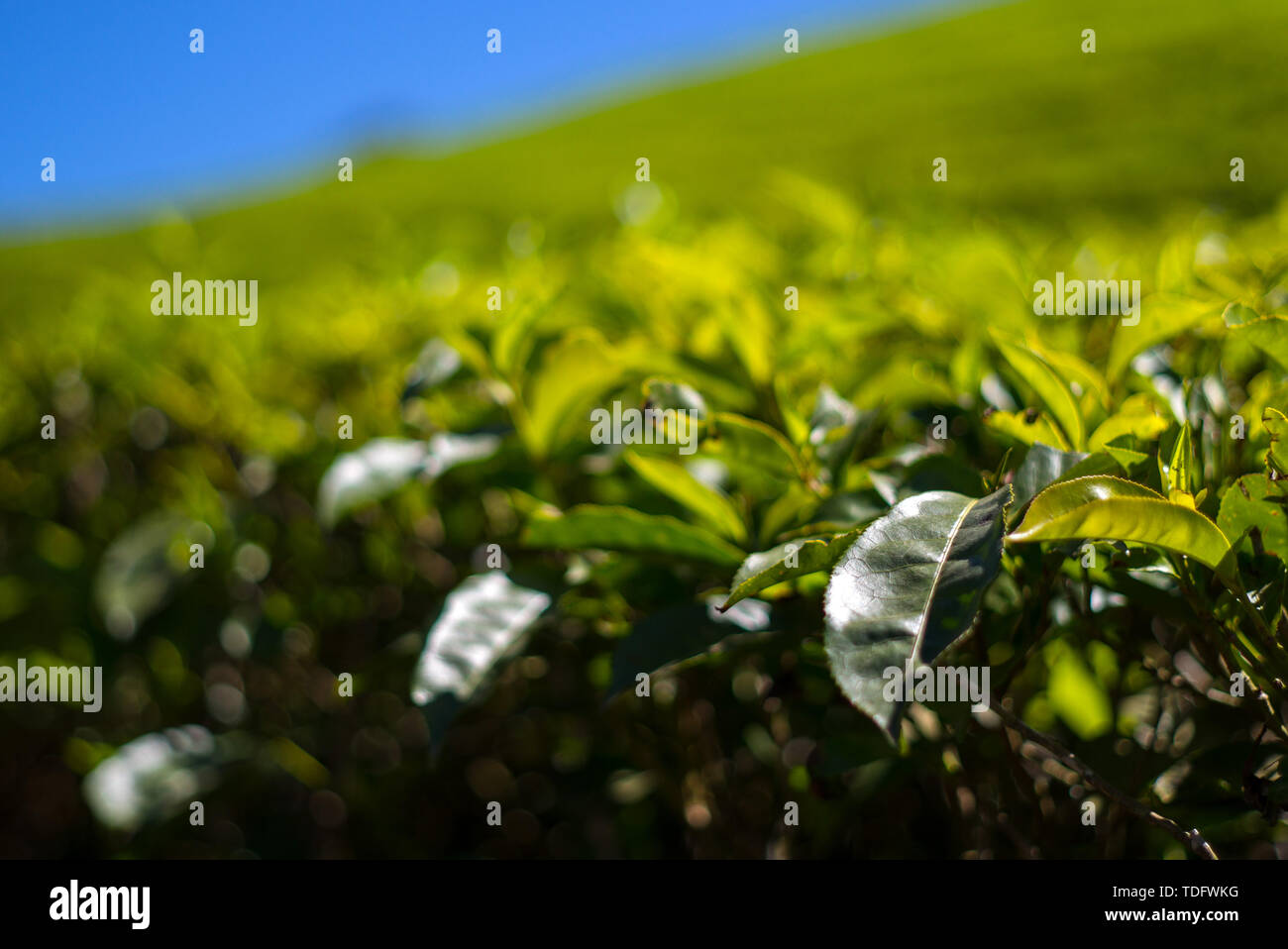 Les plantations de thé de Munnar au Kerala, en Inde. Banque D'Images