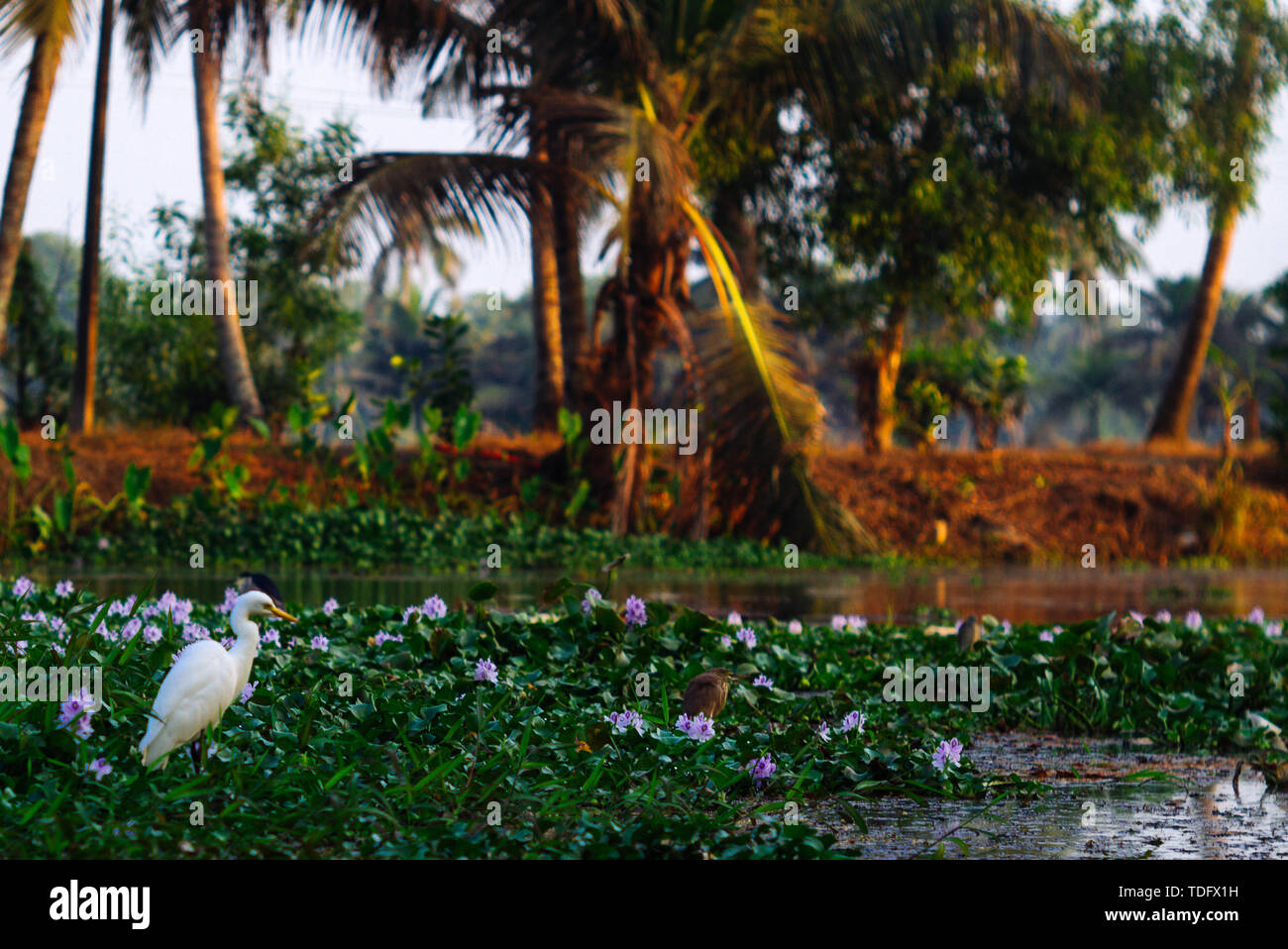 Les backwaters près de Alleppey au Kerala, en Inde. Banque D'Images