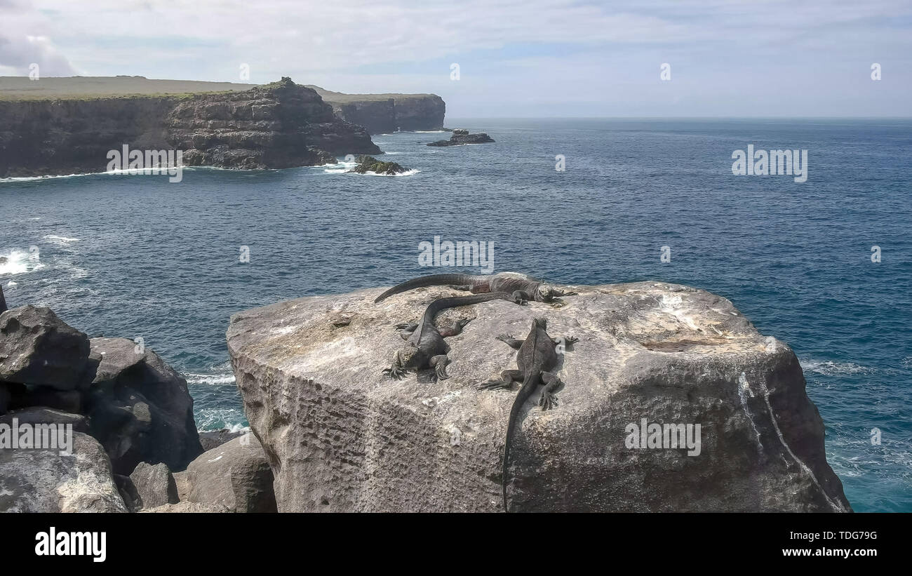 Prise de vue au grand angle de trois iguanes marins se font chauffer la couenne au soleil sur un rocher avec les falaises de isla espanola dans les îles Galapagos Banque D'Images