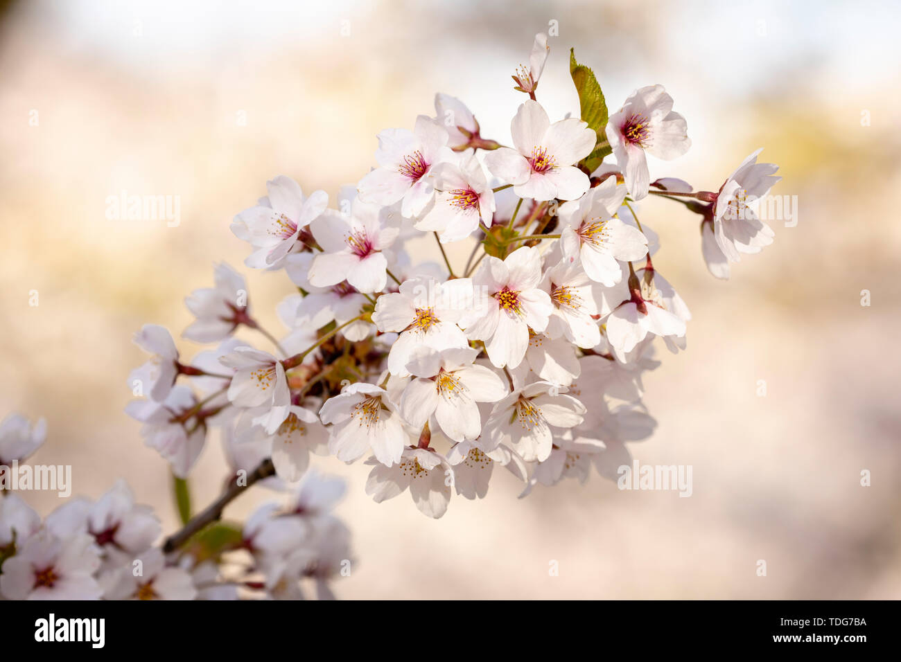 Une branche de fleurs de cerisier blanc doux dans la lumière du soleil. Banque D'Images