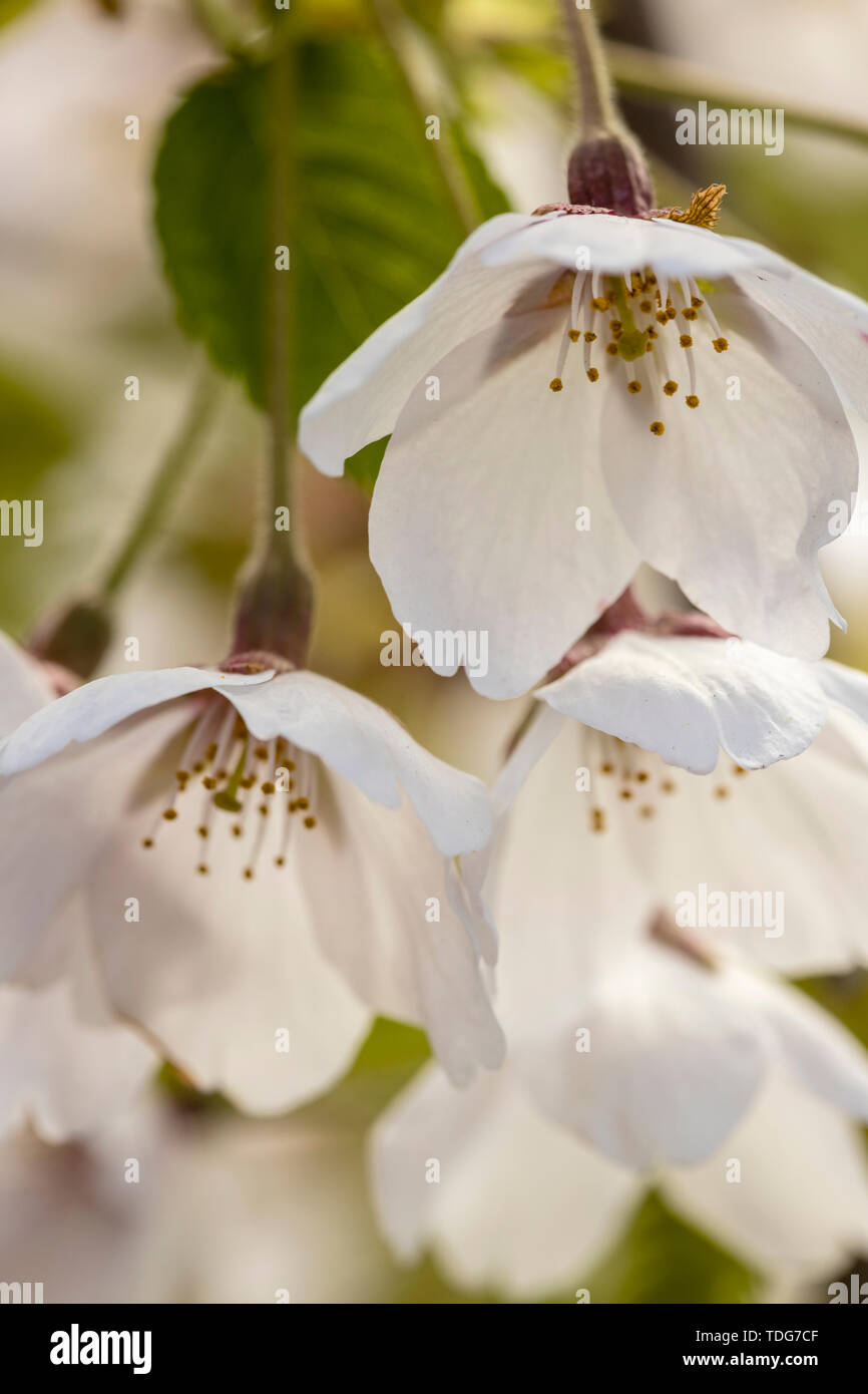 Une vue rapprochée de 3 feuilles Fleurs de cerisier et de feuillage. Banque D'Images