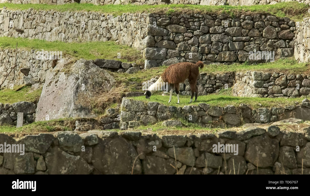 Vue latérale d'un pâturage de lama au Machu picchu, Pérou Banque D'Images