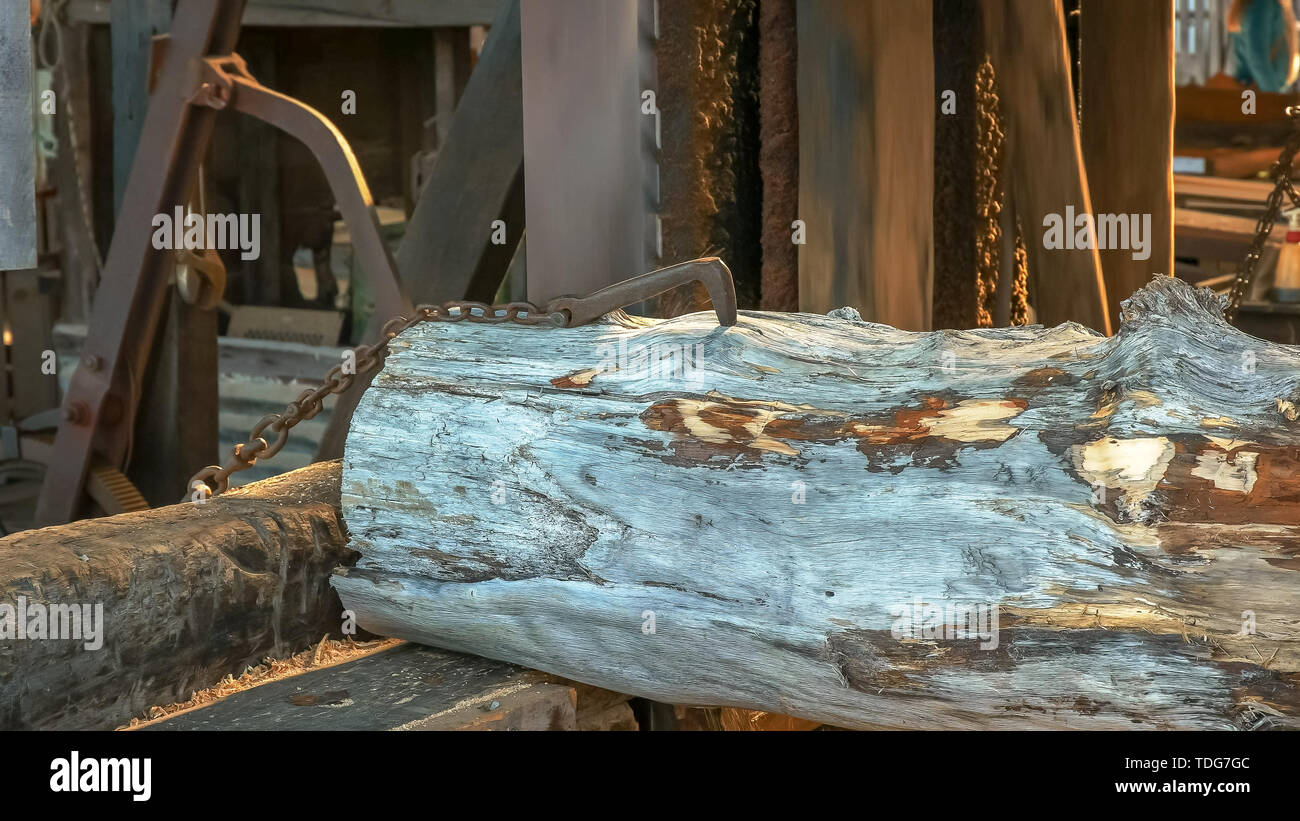 Close up of a pin Huon log étant coupé à dans une usine à strahan sur la côte ouest de la Tasmanie, Australie Banque D'Images