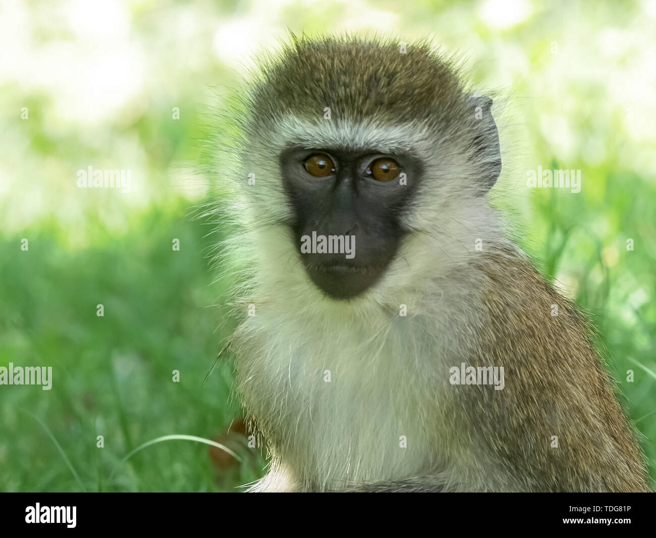 Gros plan du visage d'un singe au lac Bogoria au Kenya Banque D'Images