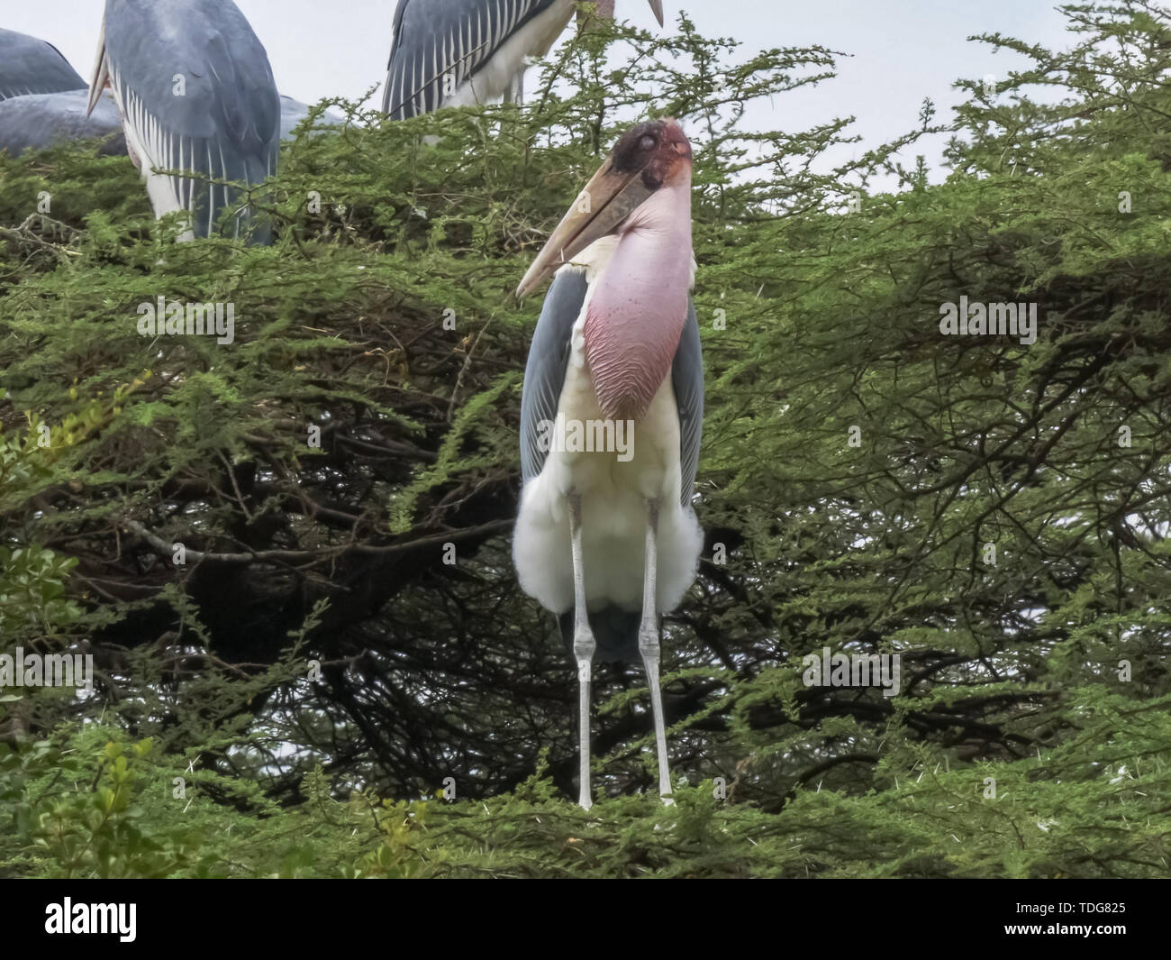 Close up of nesting marabout africain dans un arbre au lac Bogoria au Kenya Banque D'Images