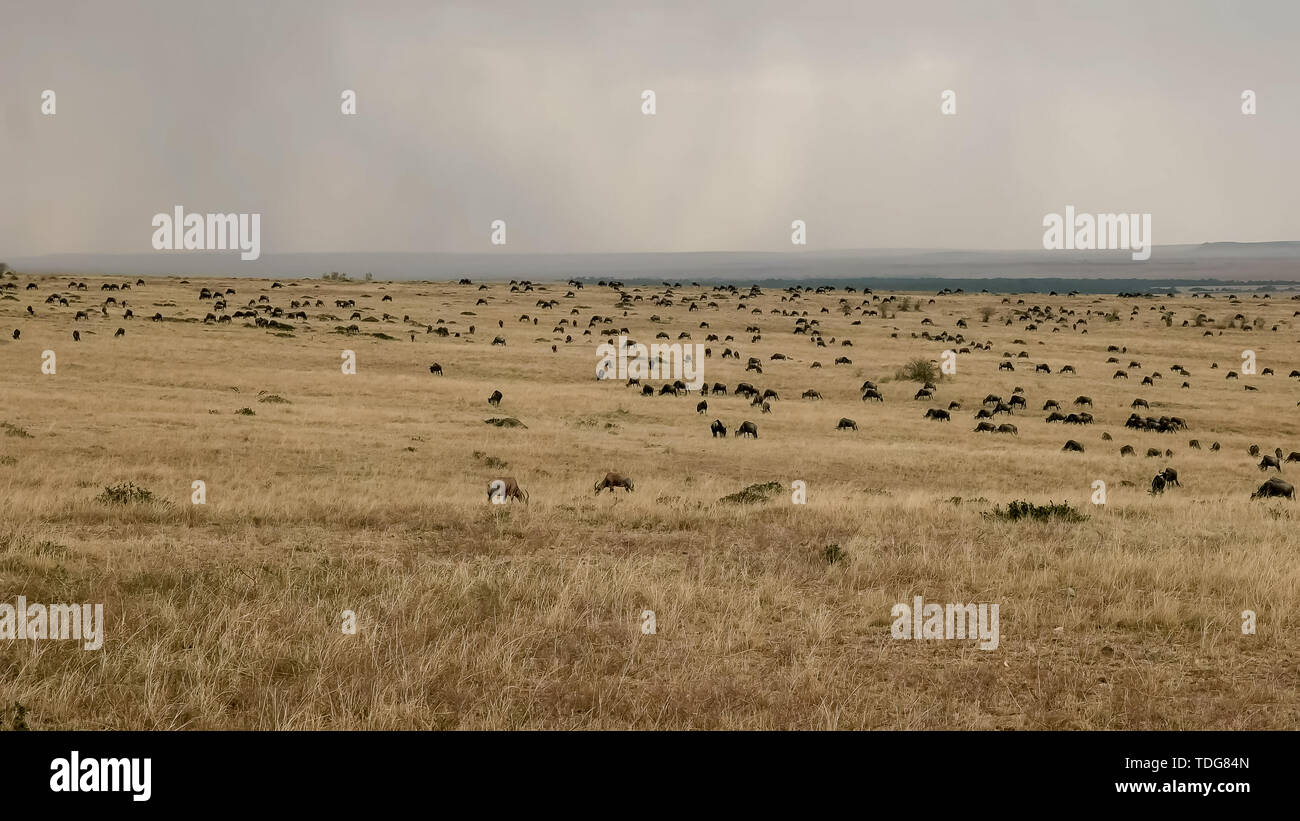 Prise de vue au grand angle de gnous avec pluie de pâturage dans l'arrière-plan à la réserve Masai Mara, Kenya Banque D'Images