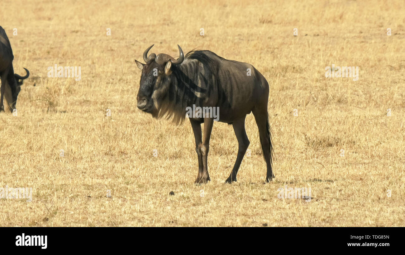 Deux gnous au pâturage réserve de Masai Mara Banque D'Images