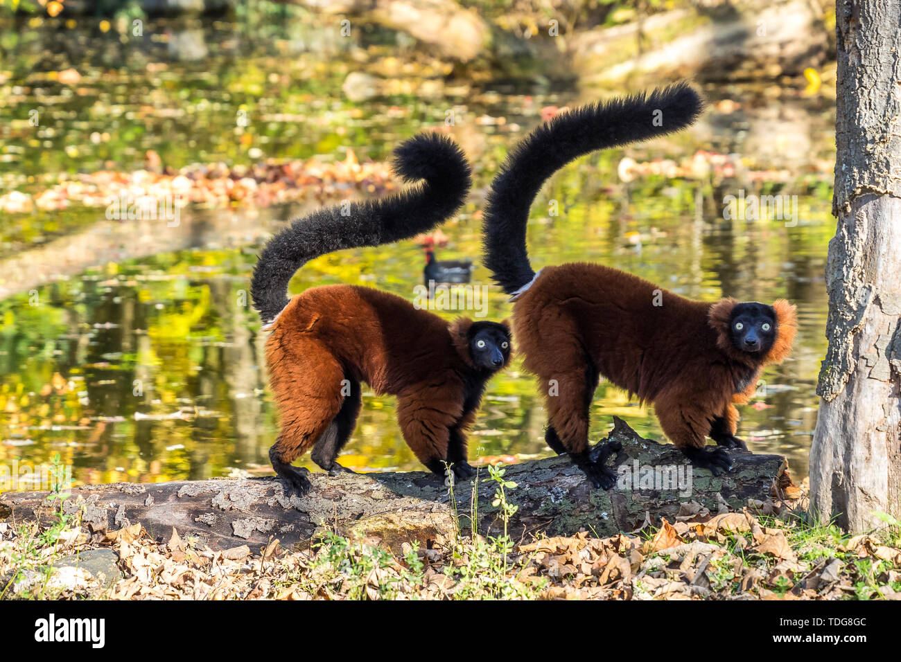 La gélinotte rouge, le Varecia rubra Lemur est l'une des deux espèces du genre Le Varecia, la gélinotte lémuriens Banque D'Images