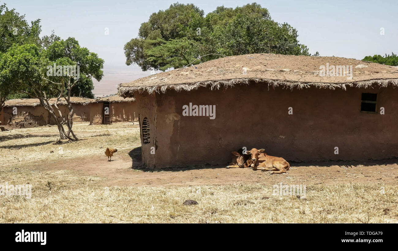 Les animaux de ferme et de huttes de boue dans un manyatta de Masai Mara, Kenya Banque D'Images