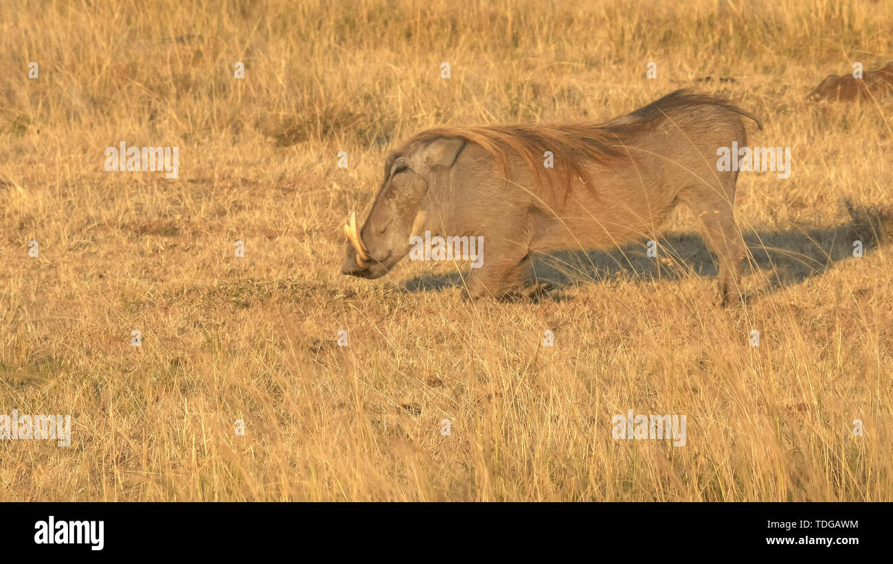 Un phacochère s'agenouille pour se nourrir dans le Masai Mara, Kenya Banque D'Images