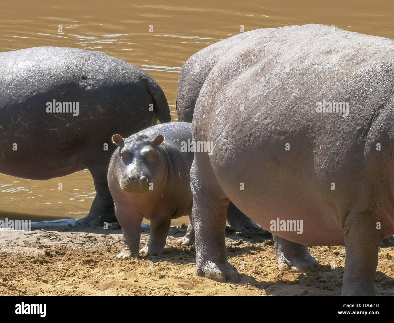 Baby hippo d'un séjour près de sa mère pour la protection dans le Masai Mara, Kenya Banque D'Images