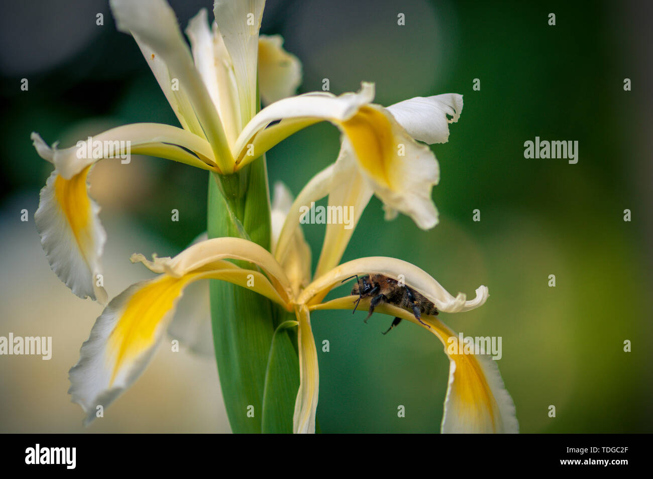 Bee pressée dans une fleur de lys blanc. sur le jardin ornemental en été. Banque D'Images