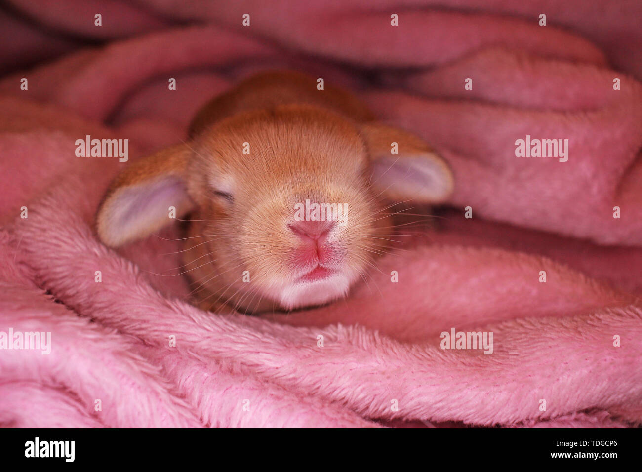Bebe Nouveau Ne Animal Lop Rabbit Bunny Le Lapin Lapins Kits Kit Super Mignon Bebes Animaux Qui Aime Les Animaux Photo Stock Alamy