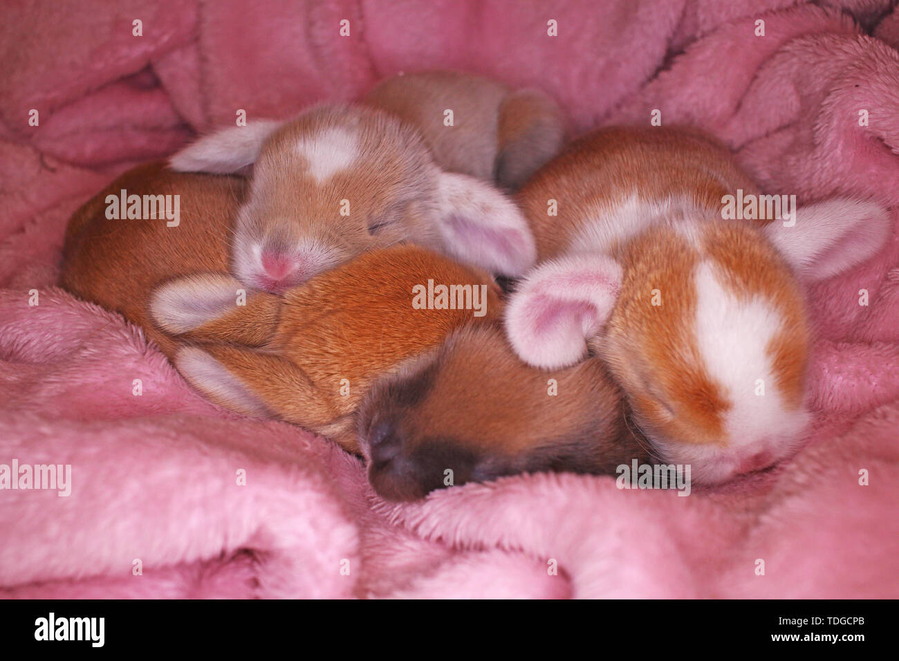 Bebe Nouveau Ne Animal Lop Rabbit Bunny Le Lapin Lapins Kits Kit Super Mignon Bebes Animaux Qui Aime Les Animaux Photo Stock Alamy