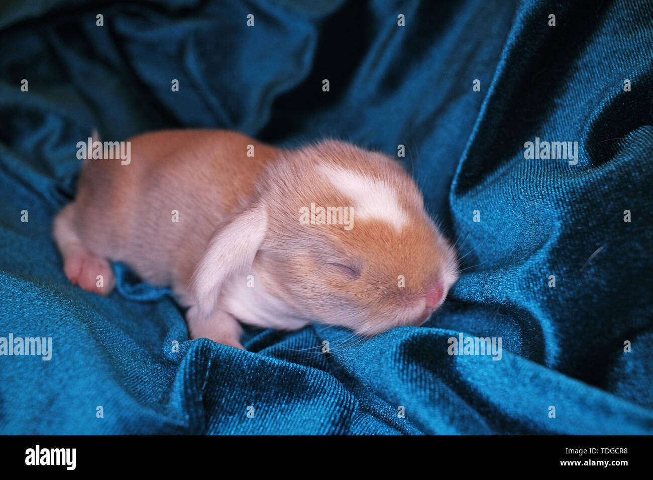 Bebe Nouveau Ne Animal Lop Rabbit Bunny Le Lapin Lapins Kits Kit Super Mignon Bebes Animaux Qui Aime Les Animaux Photo Stock Alamy