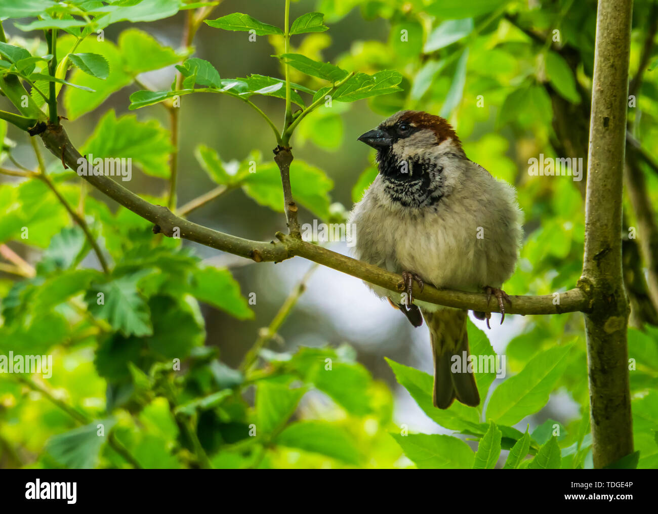 Closeup portrait of a house sparrow assis sur une branche d'arbre, oiseau commun espèce d'Eurasie, nature background Banque D'Images