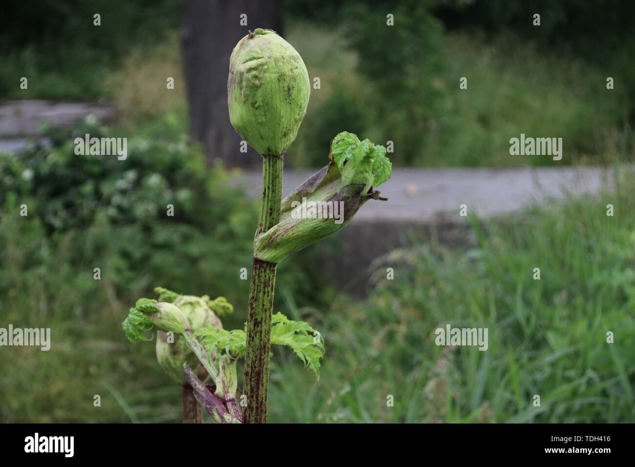 La berce plante le long de la côté de la route dans les Pays-Bas, Moordrecht Banque D'Images