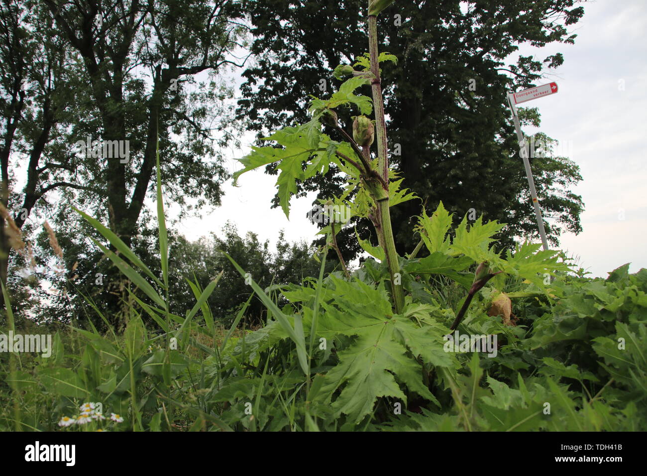 La berce plante le long de la côté de la route dans les Pays-Bas, Moordrecht Banque D'Images