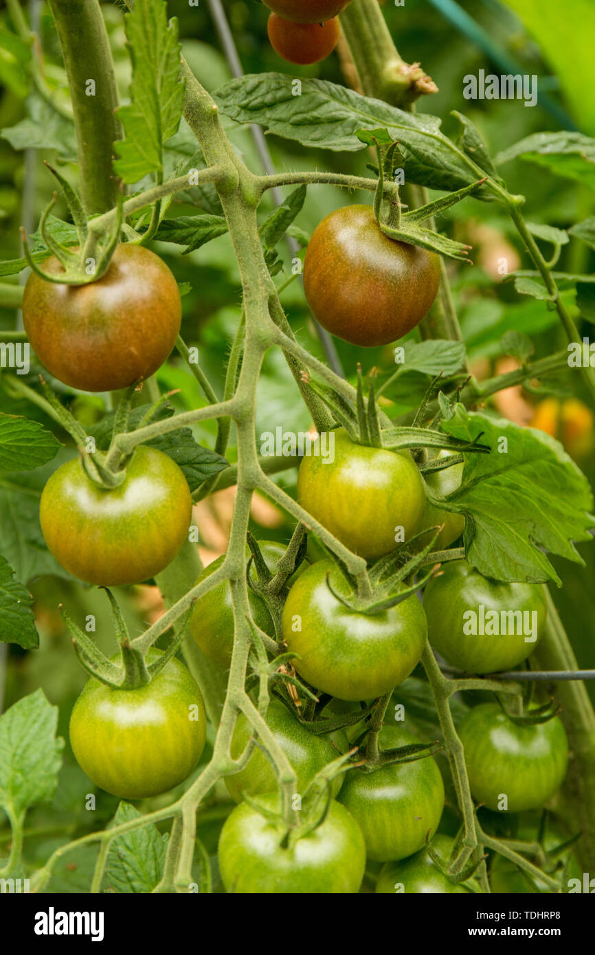 Black Cherry tomates heirloom poussant dans un jardin à Issaquah, Washington, USA Banque D'Images