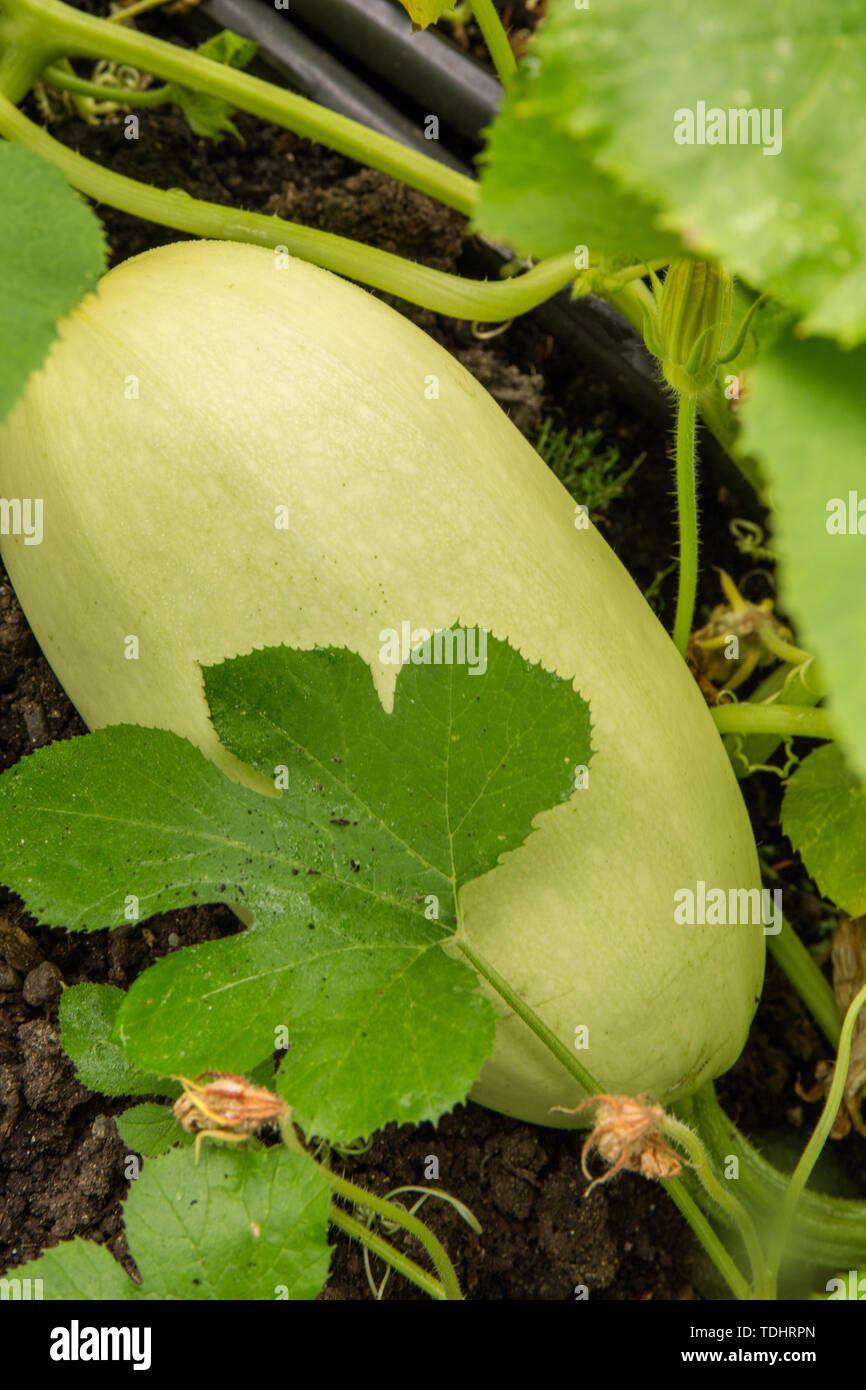 Courge spaghetti plante poussant dans un jardin à Issaquah, Washington, USA Banque D'Images