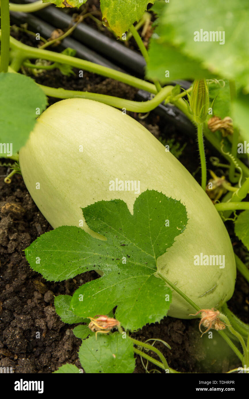 Courge spaghetti plante poussant dans un jardin à Issaquah, Washington, USA Banque D'Images