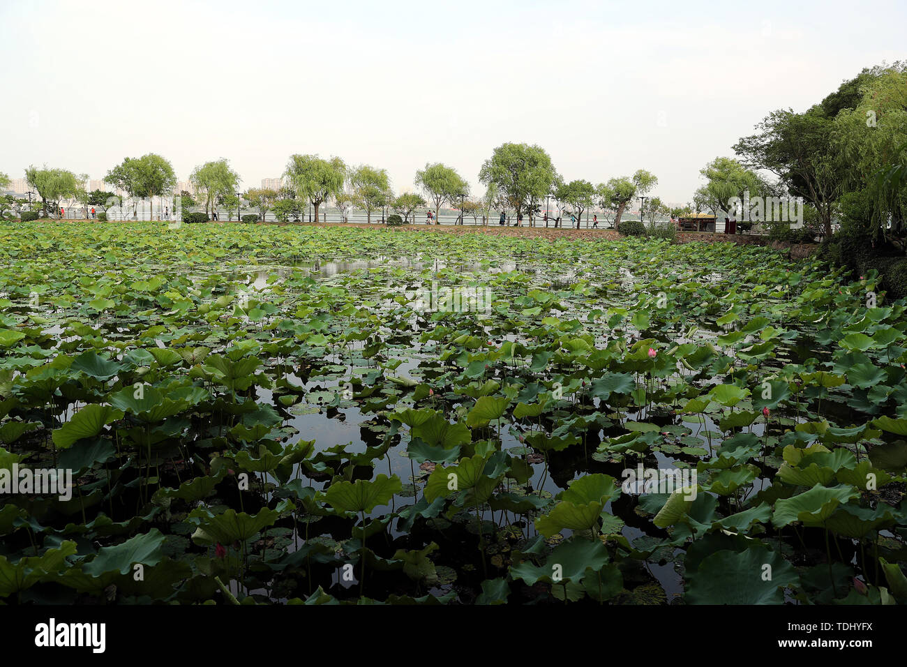 Décor de jardin Li, Wuxi, Jiangsu Province Banque D'Images