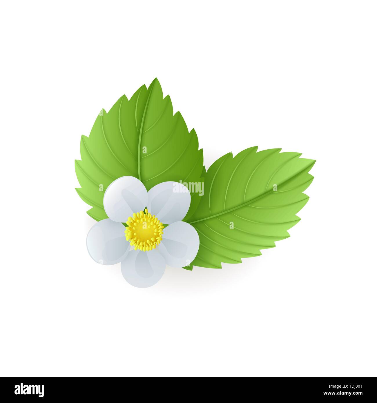 Fraisier vert feuilles et fleurs isolé sur fond blanc, medical herb, vector illustration. Illustration de Vecteur