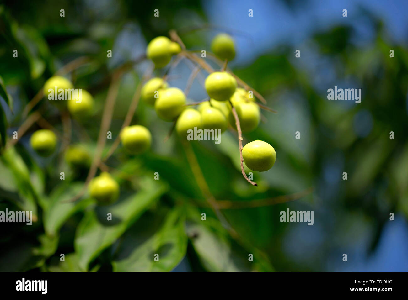 Fruit Neem Banque D'Images