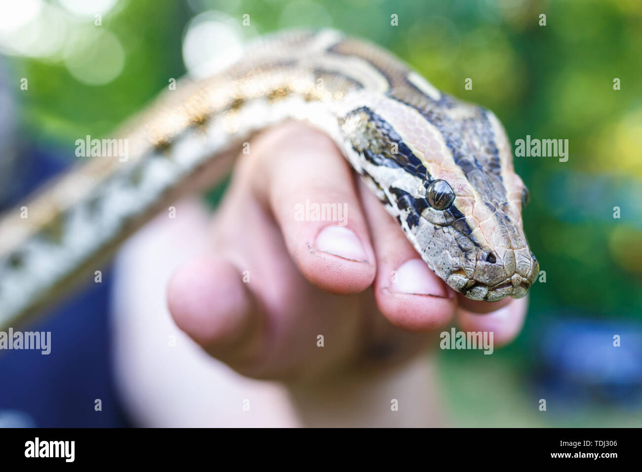 Tête de python réticulé dans les mains de l'homme Banque D'Images