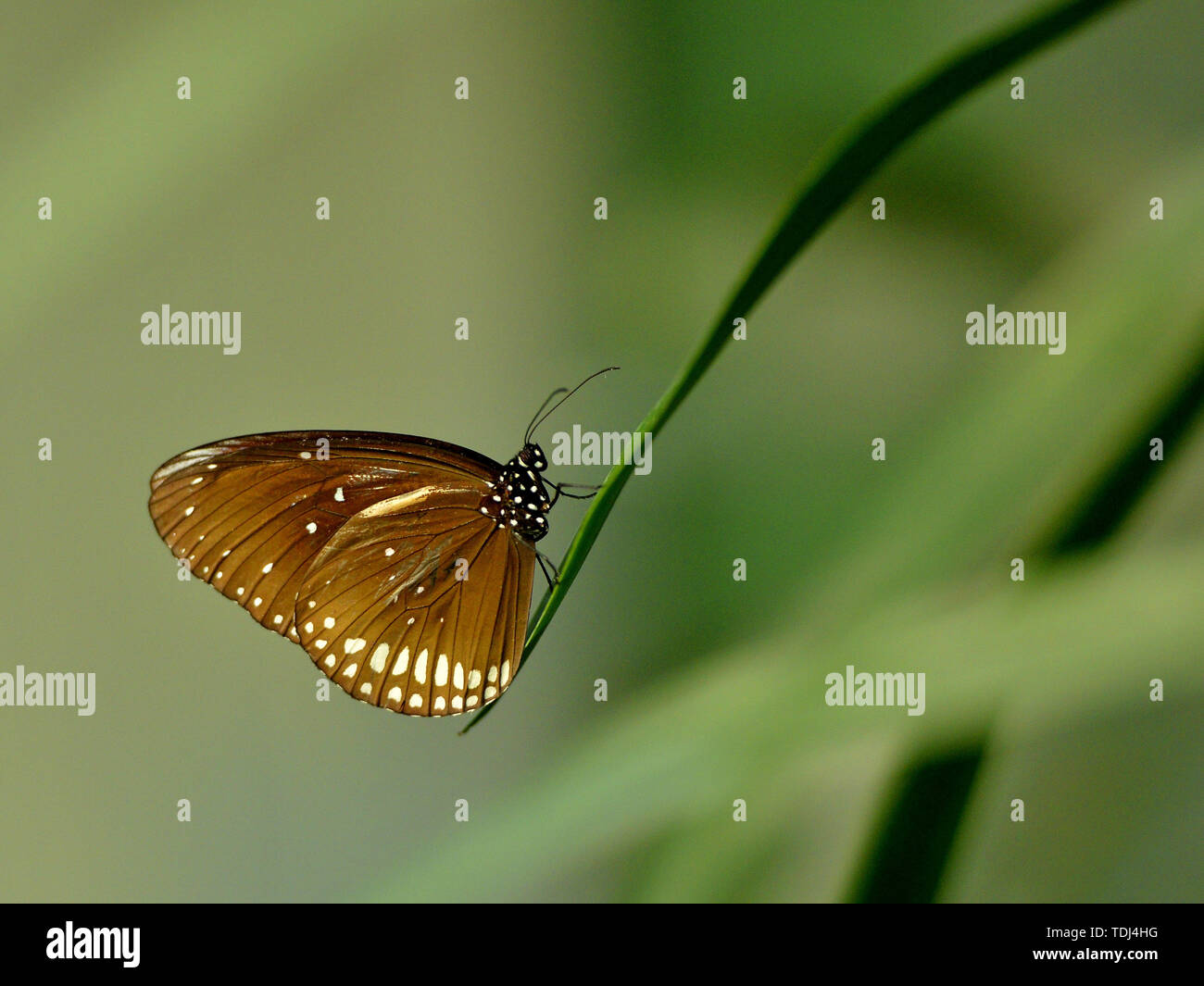 Les papillons, les zoos, les fleurs, Banque D'Images