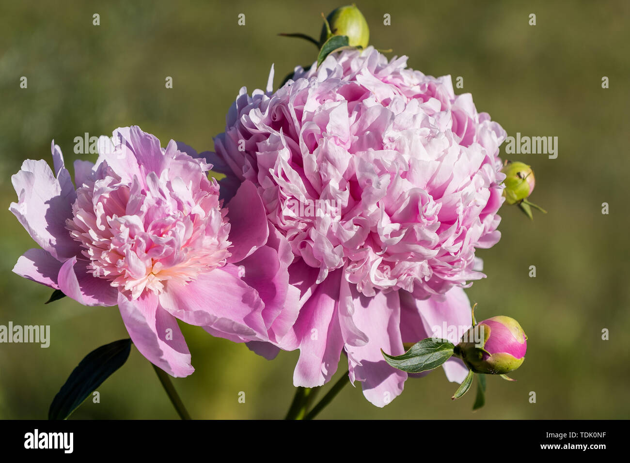 Blooming rose fleur de pivoine vert sur fond flou, scène d'été. Banque D'Images